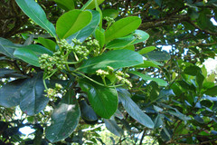 Syzygium grande